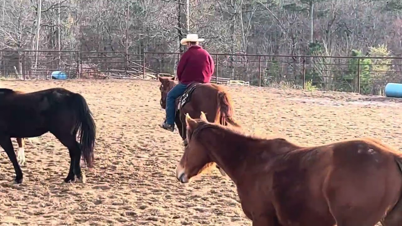 Doyle burdens colt Hank March 10