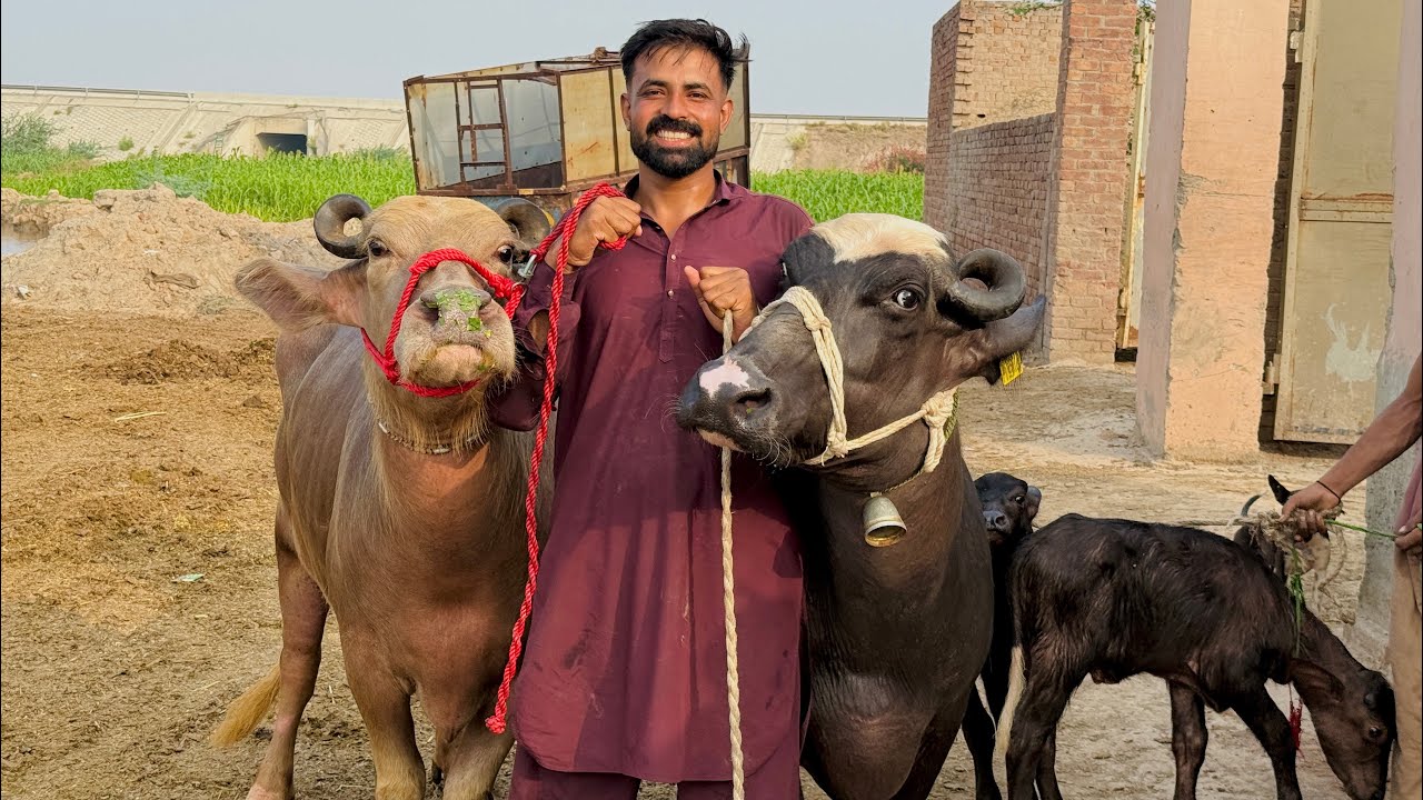 Waqar Bhinder tow buffalo 🐃 sale آج دو بھنسے فروخت کی /بخار ہوگیا گرمی کی وجہ سے