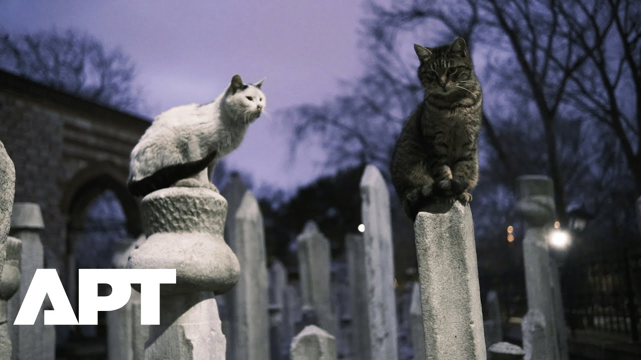 Istanbul’s Famous Street Cats Live Like Royalty Thanks to Citywide Care Culture | APT