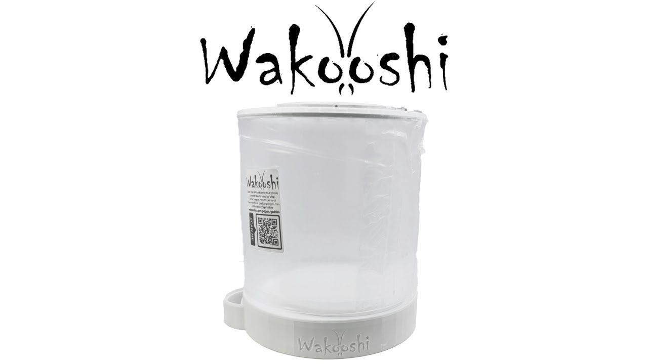 Wakooshi | Leaf Cutting Ants Founding Pod
