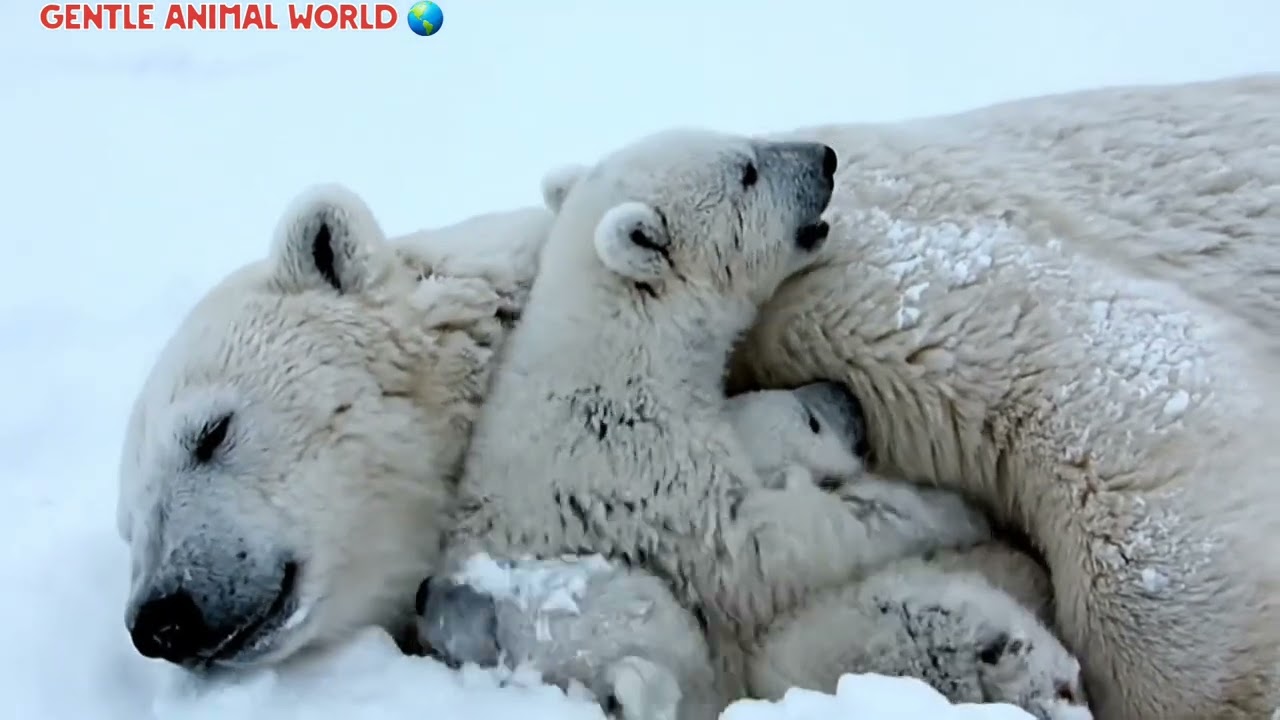 How One Man Helped a Frozen Polar Bear Mother and Her Cubs Survive