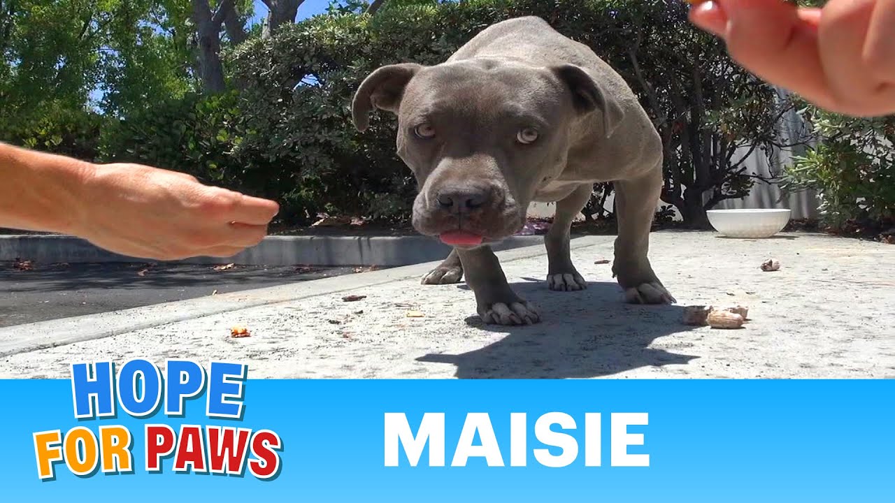 Homeless Pit Bull in an industrial area gets rescued.  Please share #senior