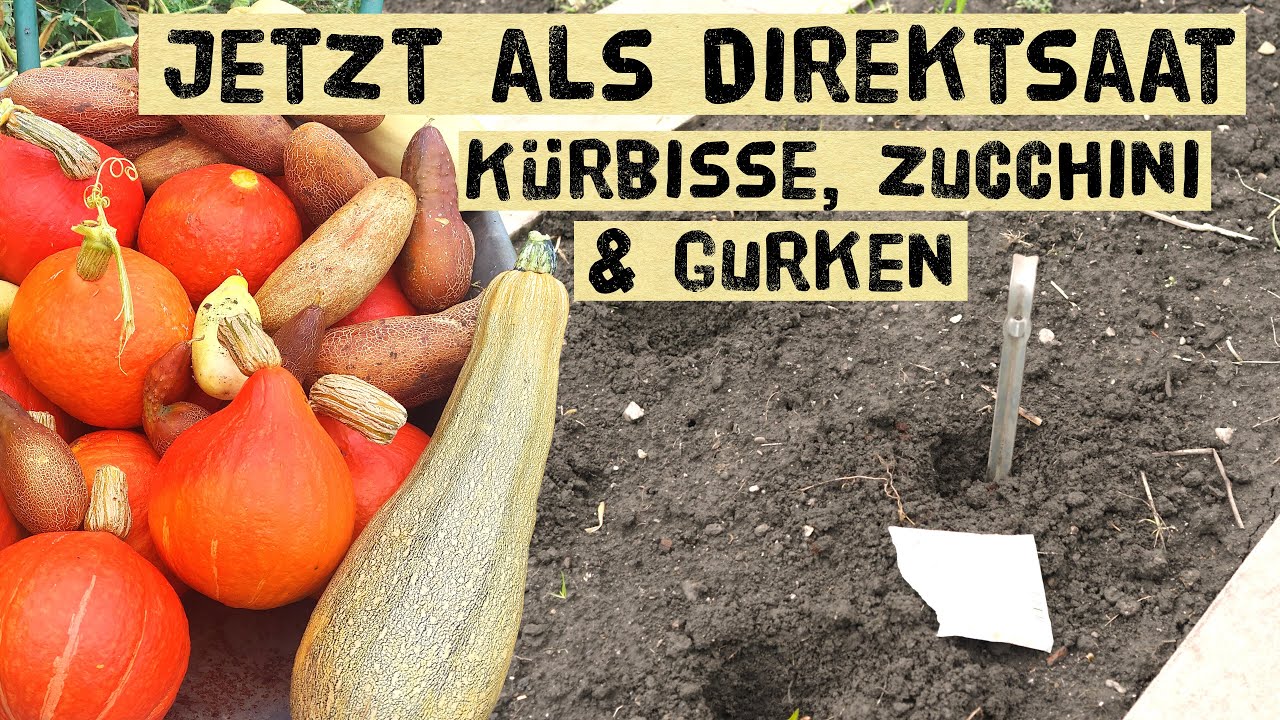 K&uuml;rbisse, Zucchini und Gurken jetzt direkt ins Beet auss&auml;en - Direktsaat Vorteile und Nachteile