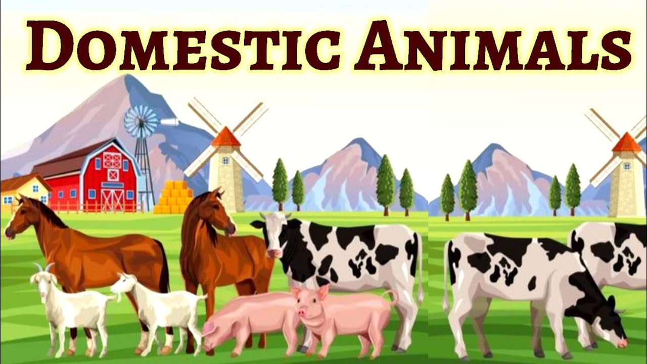 Domestic animals for kids | Farm animals | Pet animals | Domestic animals | Domestic animals name