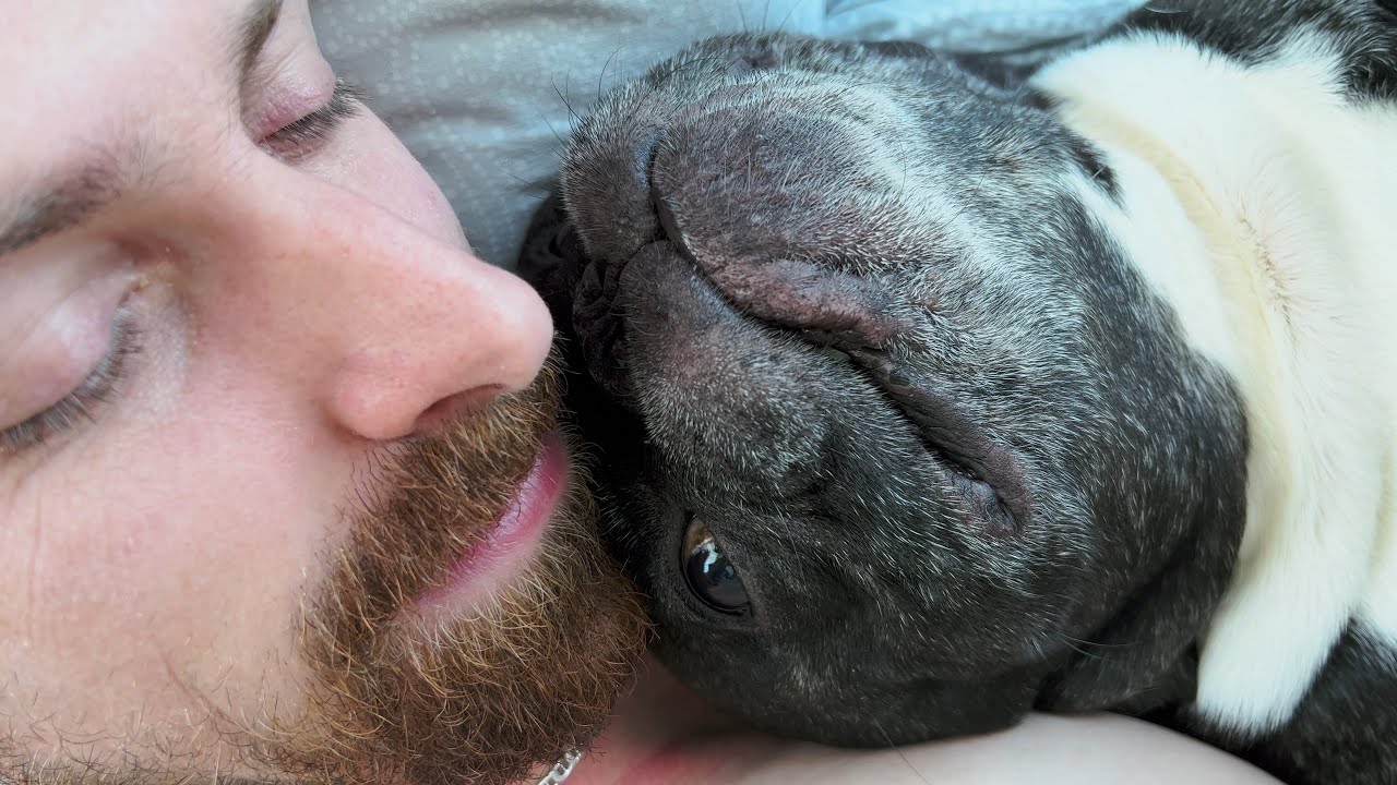 The French bulldog helped me recover