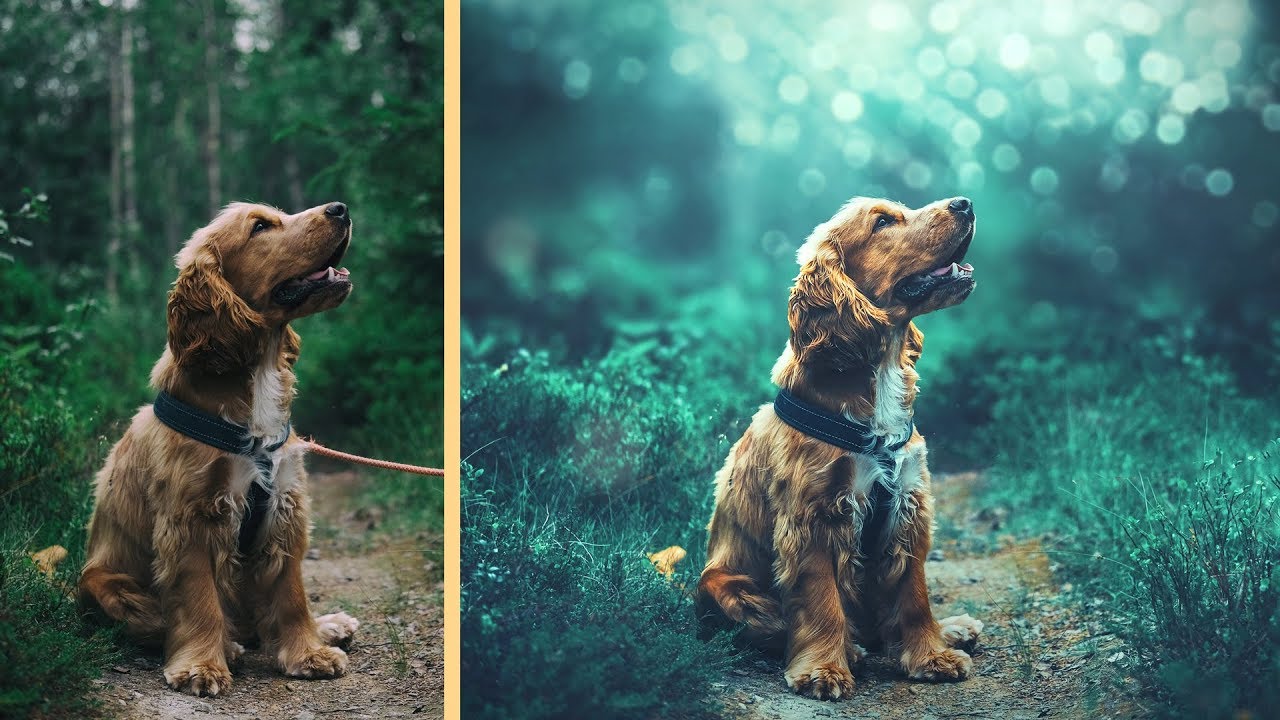 Pet Portrait Retouching Photoshop Tutorial [Dog Photo Edit]