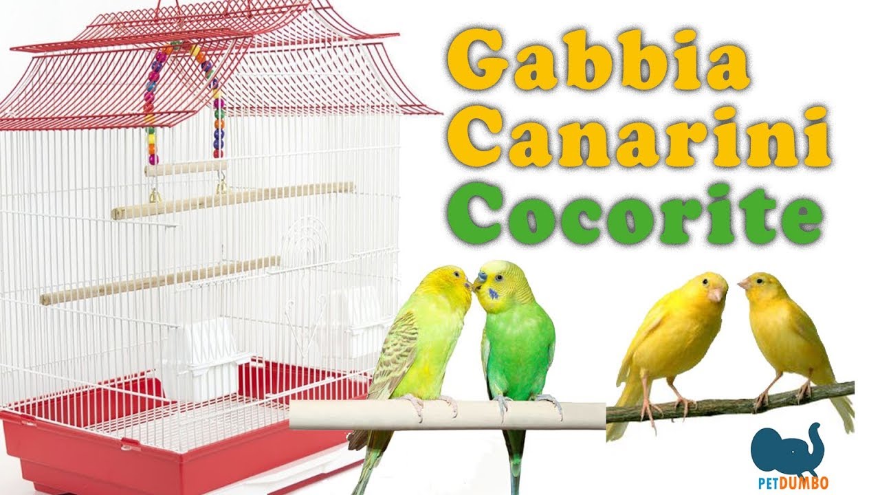 Gabbia canarini cocorite esotici