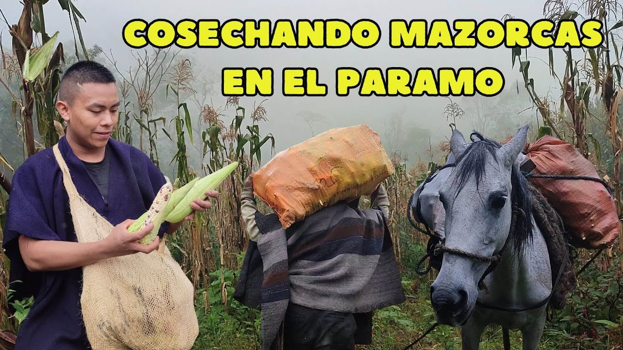 El envuelto que une a una familia en Altamira, Pueblo Nuevo - Cauca