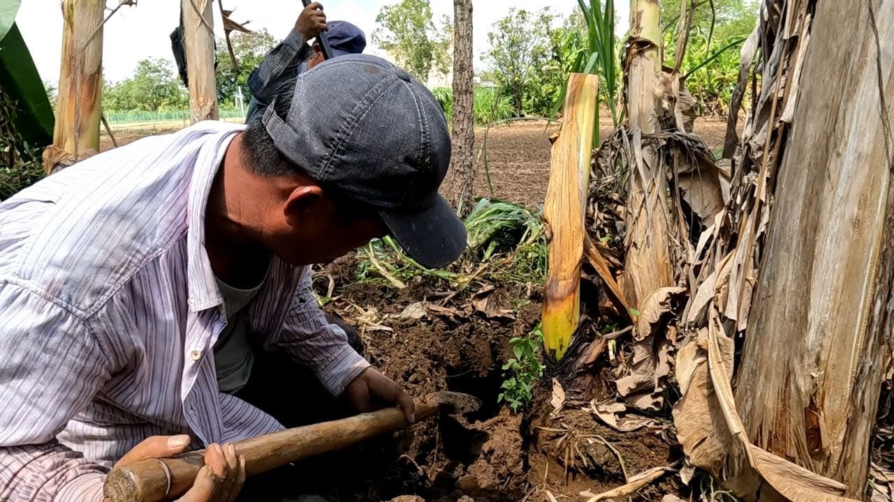 Vô Lút Luôn Bắtt Cặp Hổ Đất Hởn 3 Ký Đang Quần Ổ Đẻ Trứng| Mười Thương Săn Bắt