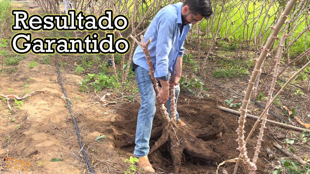Resultado de como plantar mandioca p/ produzir muito o segredo revelado