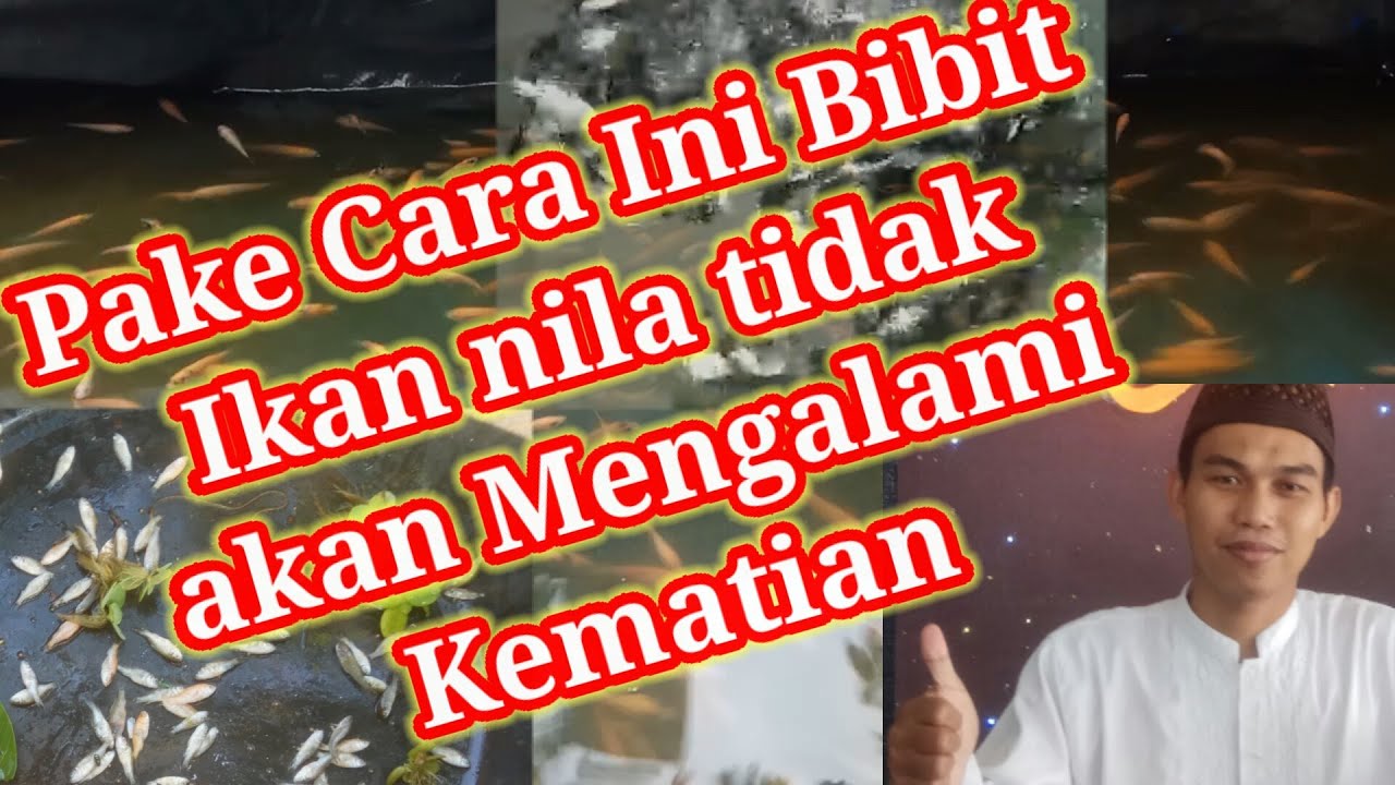 inilah solusi agar bibit ikan nila tidak mengalami kematian