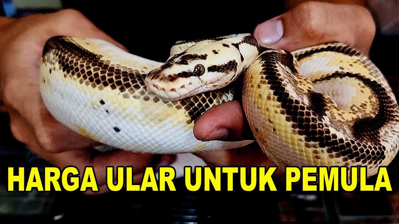HARGA ULAR UNTUK PEMULA