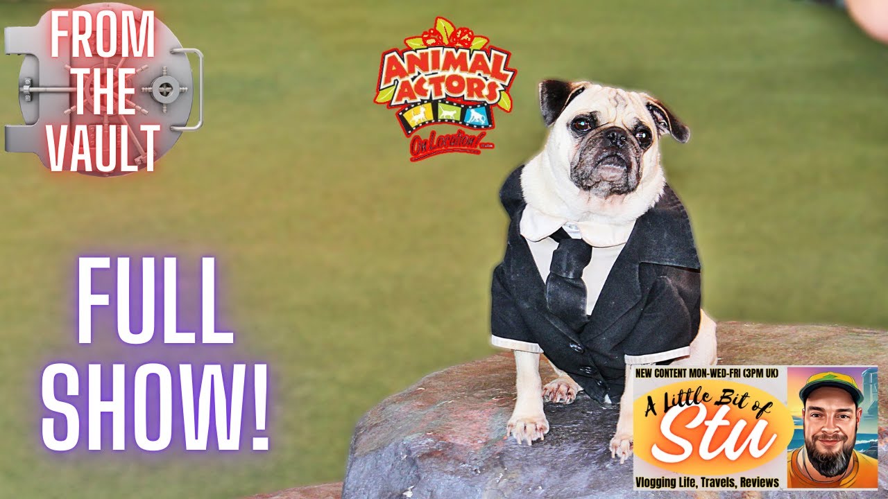 Animal Actors on Location! FULL SHOW! #cat #dog #animals #universalstudios