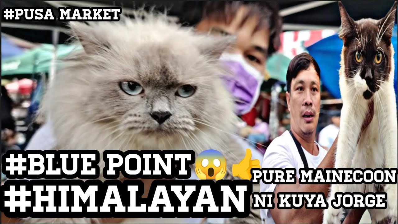 #Grotto#Pusa Market#Himalayan Blue point Ang Ganda #Pure Maine Coon ni Kuya Jorge 🤩😱👍❤️