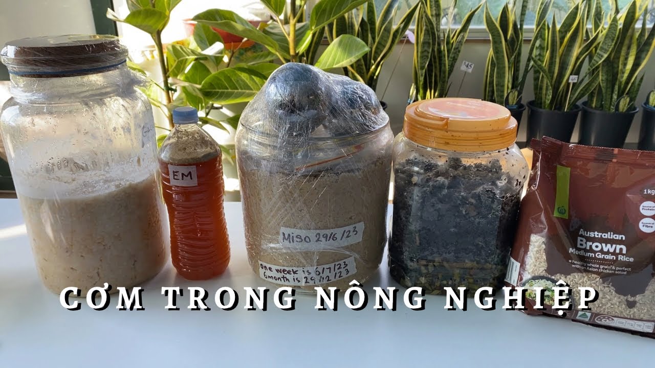 Hạt Cơm Trong Nông Nghiệp và Sức Khỏe Toan Trinh