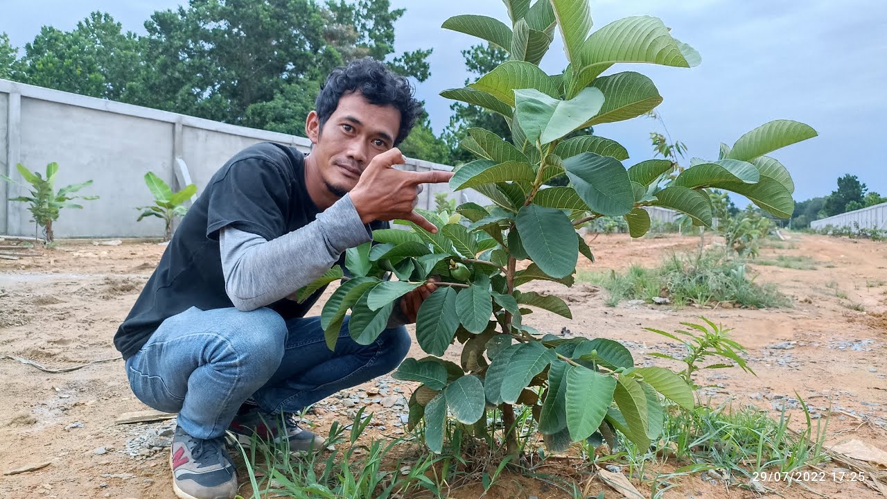 cara Ampuh Agar Tanaman tumbuh Serampak || jambu Red diamond