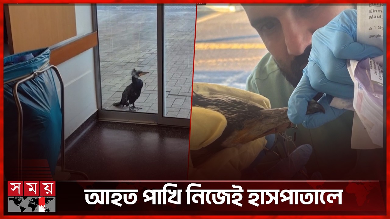 ঠোঁটে আটকেছে বড়শি, নিজেই হাসপাতালে বুনো পাখি | Germany | Birds | Somoy International