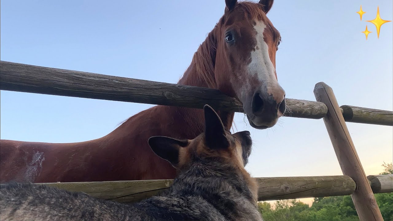 German Shepherd Aggressively barks at a Friendly Horse 🐴