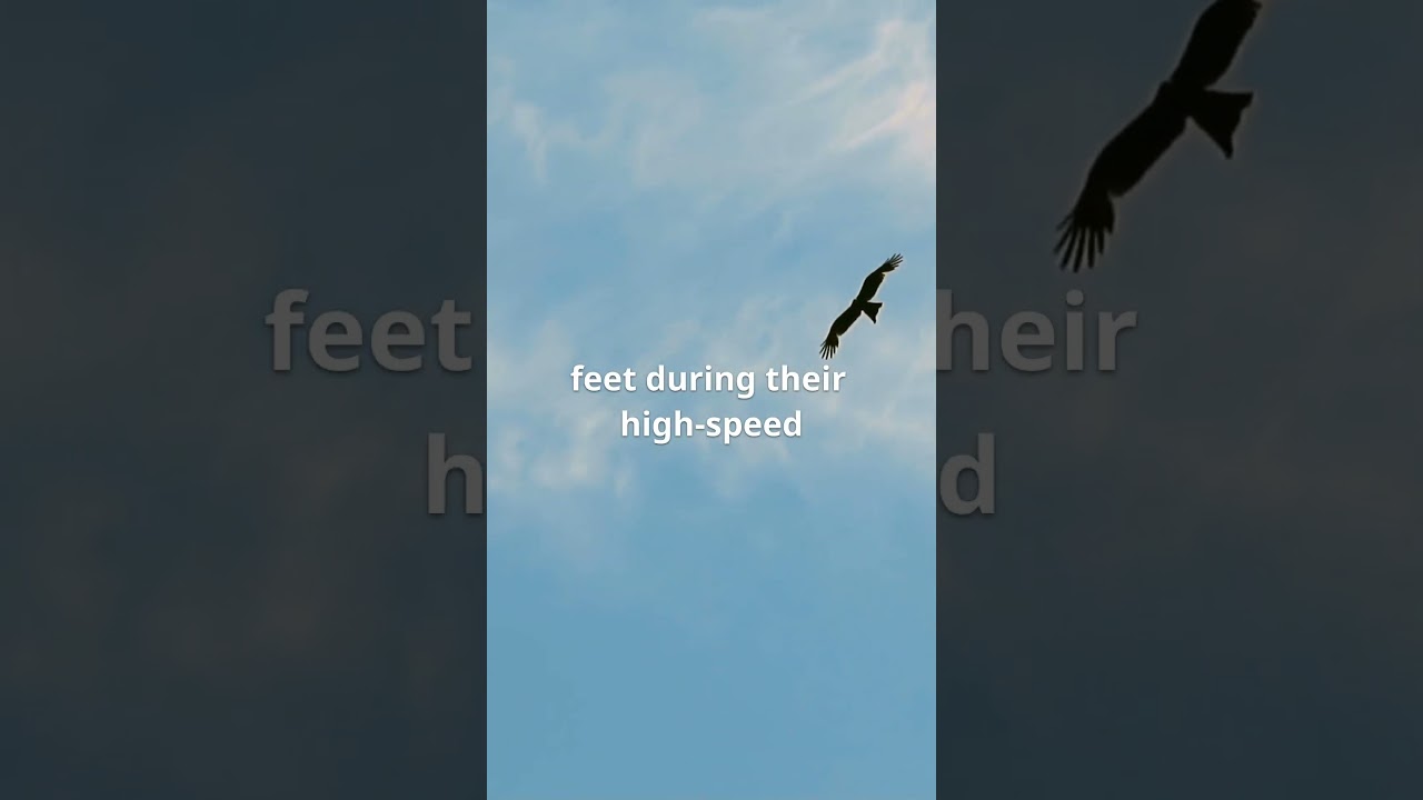 The insane speeds and heights of the falcon #facts #shorts #fyp #speed #falcon #animals