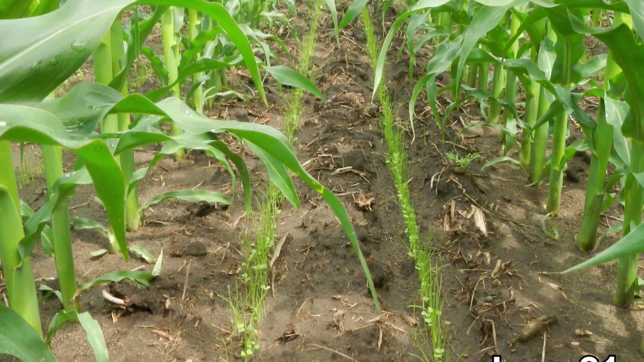 Cover Crop Test Plot Tracking: 2018