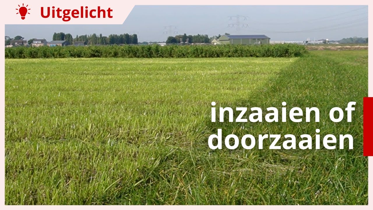 Uitgelicht | Gras opnieuw inzaaien of juist doorzaaien?