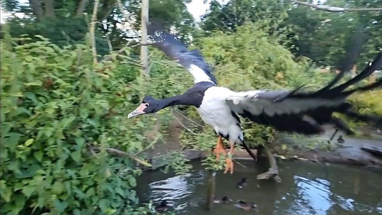Magpie goose flight in slow motion