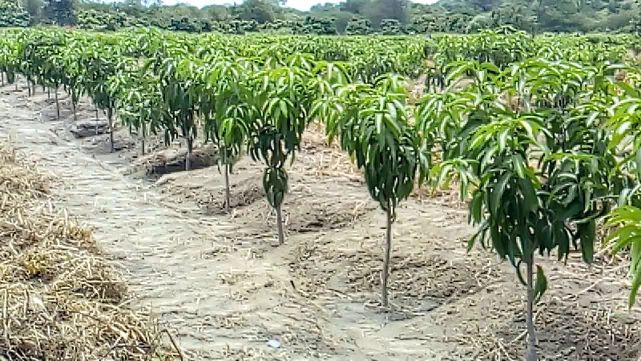 MANGO KENT, FORMACI&Oacute;N DE &Aacute;RBOLES SEMBRADOS EN ALTA DENSIDAD.
