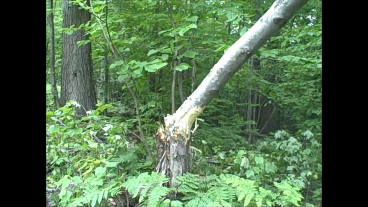 AK-47 Chain saws