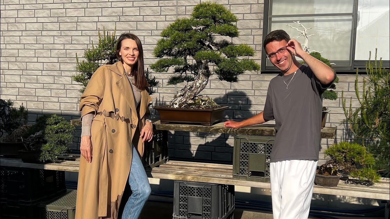 Обзор частной коллекции бонсай от 23.04.2023. Bonsai. 盆栽. Япония. Japan. 日本 Купить бонсай