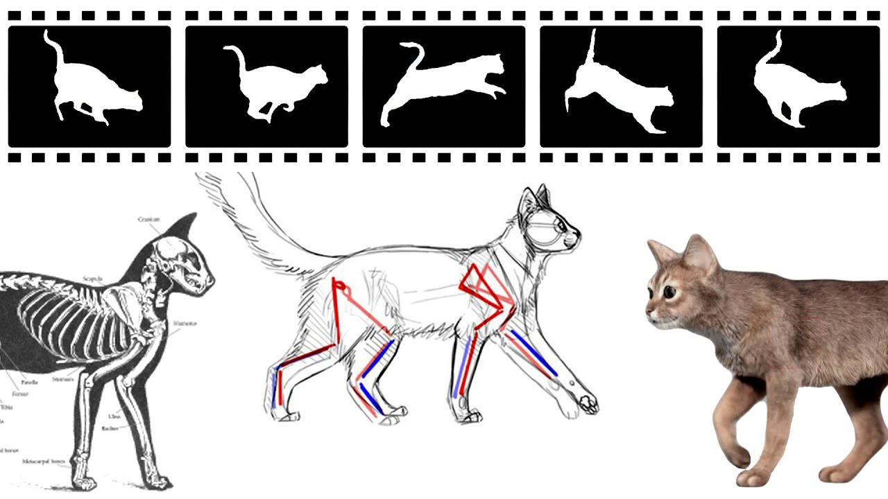 Cat - Walk / Run / Sneak Animation Reference