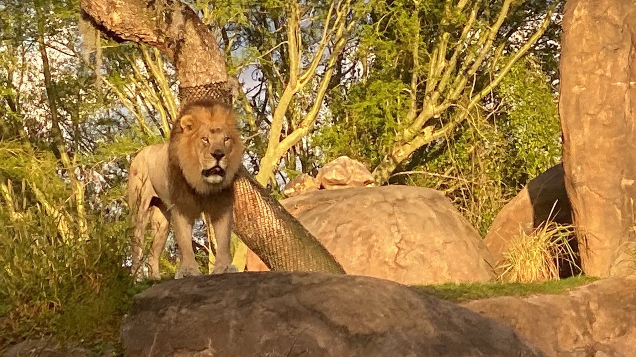 Kilimanjaro Safaris Full Experience 1080p POV Disney’s Animal Kingdom Walt Disney World 2024