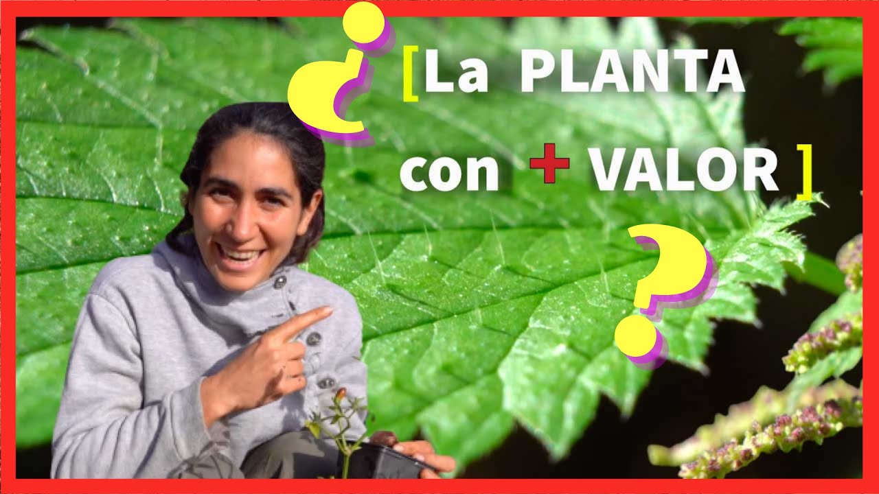 La ORTIGA 🌿 USOS y BENEFICIOS en la huerta, medicinales y culinarios.
