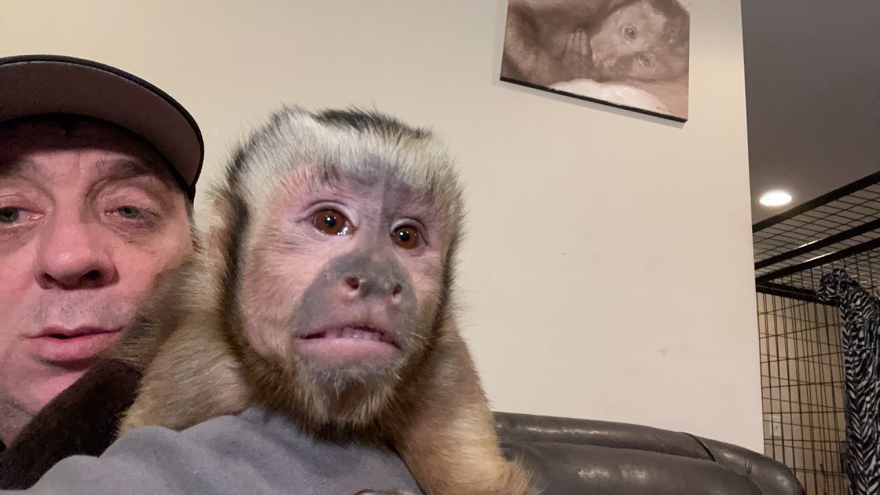 Happy Monkey Time with MonkeyHappy! LIVE