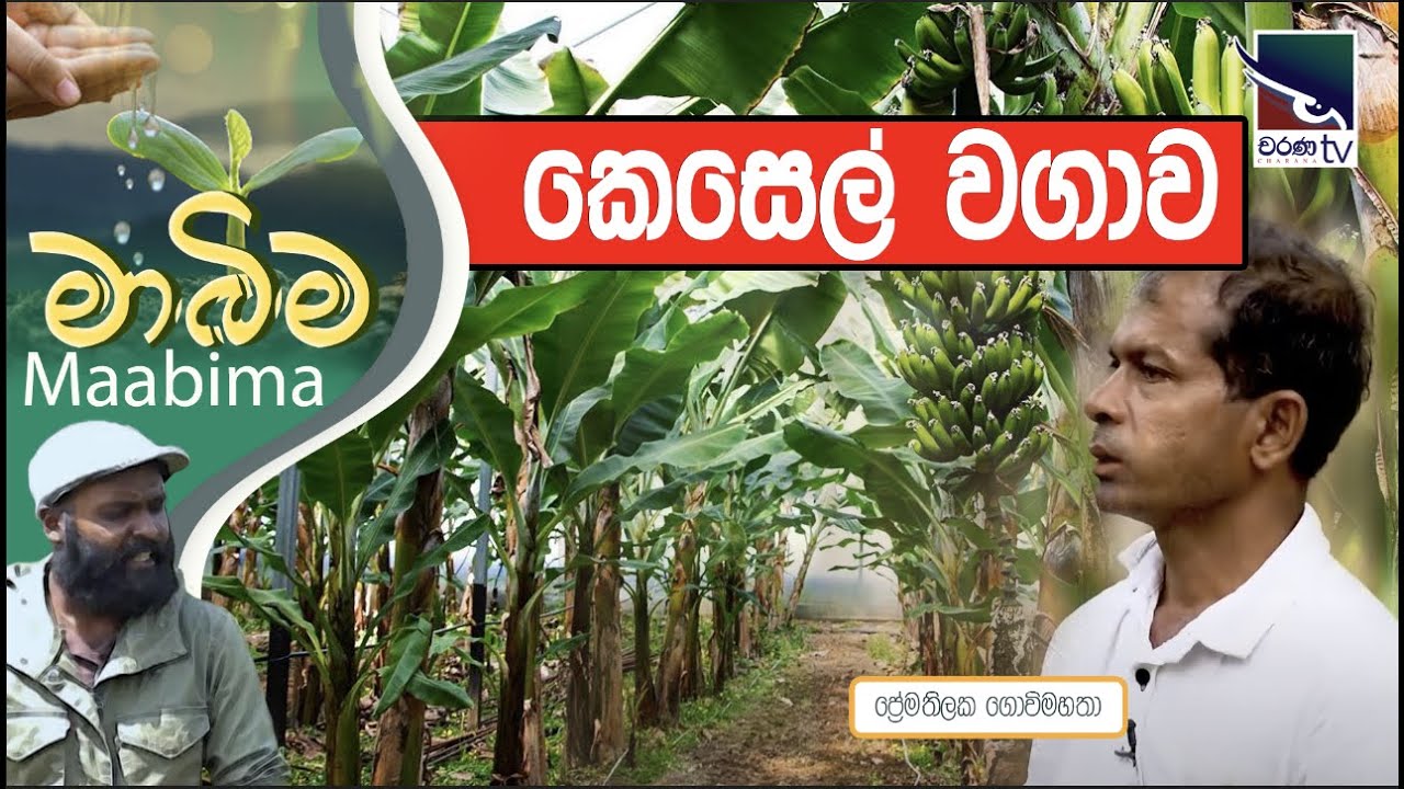 Banana Cultivation in Sri Lanka | කෙසෙල් වගාව