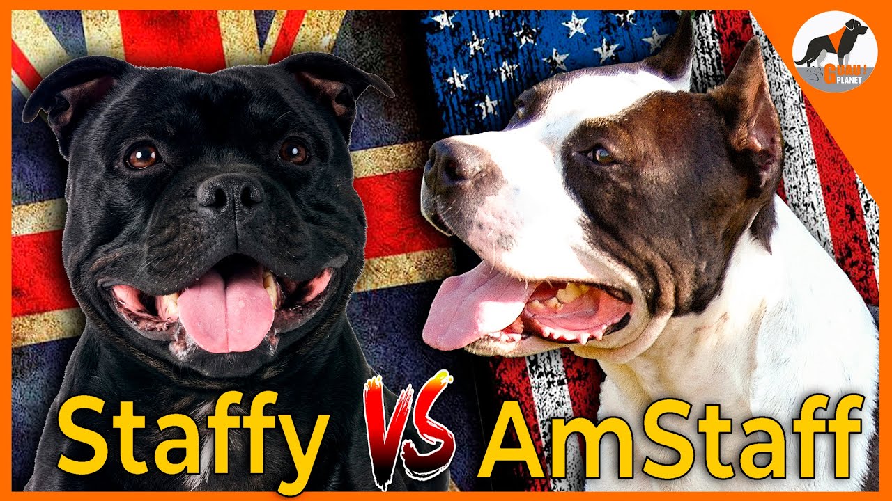 Staffordshire bull terrier y Staffordshire americano ¿Cuál es la diferencia?#staffordshire