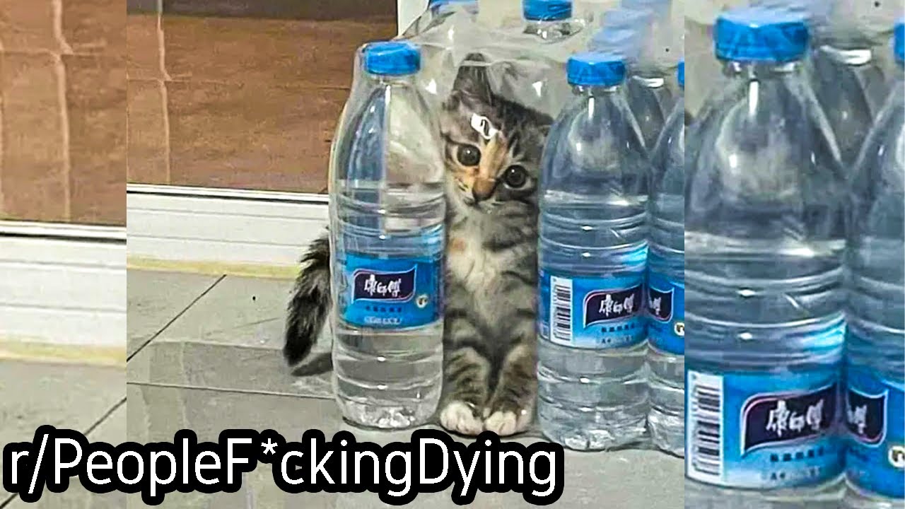 r/PeopleF*ckingDying | CaT CrUsHed AnD SuFfoCaTeD By PlaSTiC