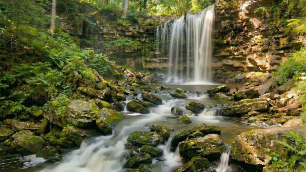 Nature Meditation and Peaceful Bird Sounds for Maximum Stress Relief