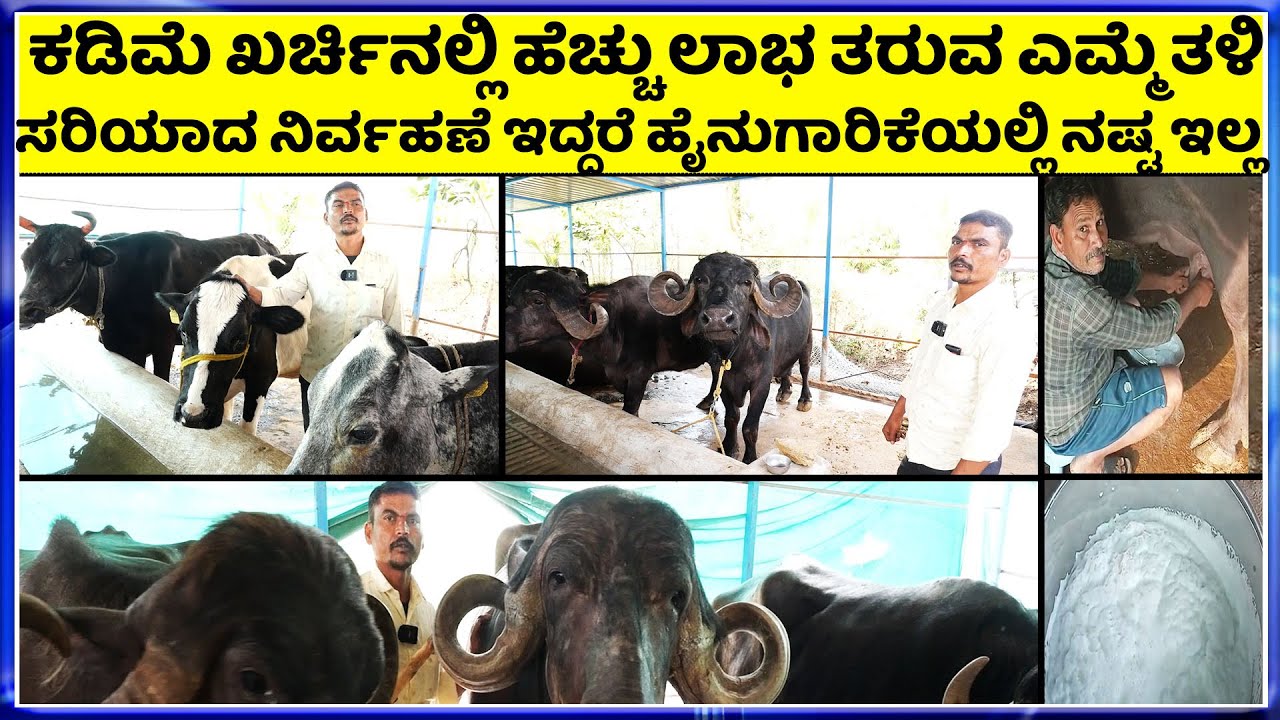 9740906446  Dairy Farming  ಜಾಫರಾಬಾದಿ ಎಮ್ಮೆಗಳ ಮೇಲೆ ಲಕ್ಷ ಲಕ್ಷ ಬಂಡವಾಳ ಹೂಡಿಕೆ || Jafrabadi Buffalo