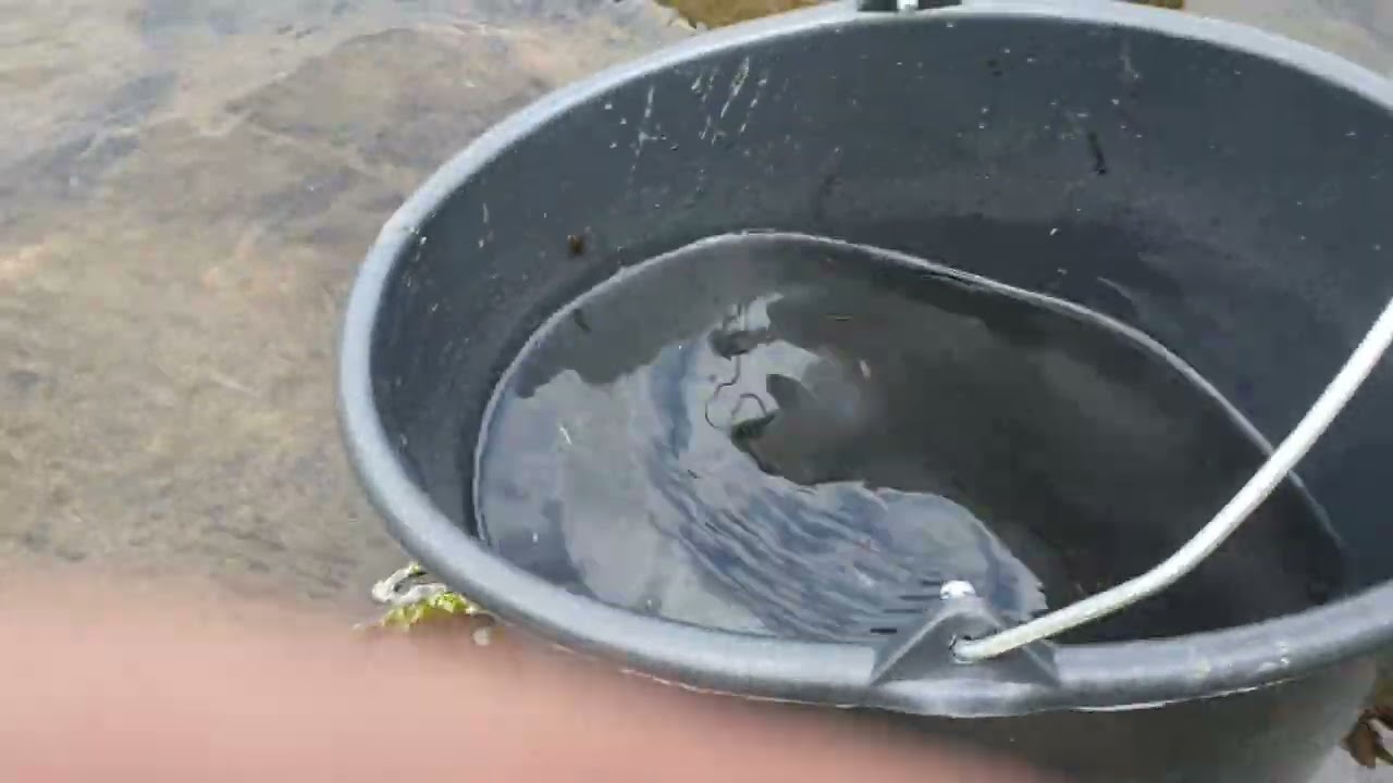Mahlbach - Fisch Sterben - Part 3 - Lünen Ex Köttelbecke Emschergroppe Seseke  06.07. 2022