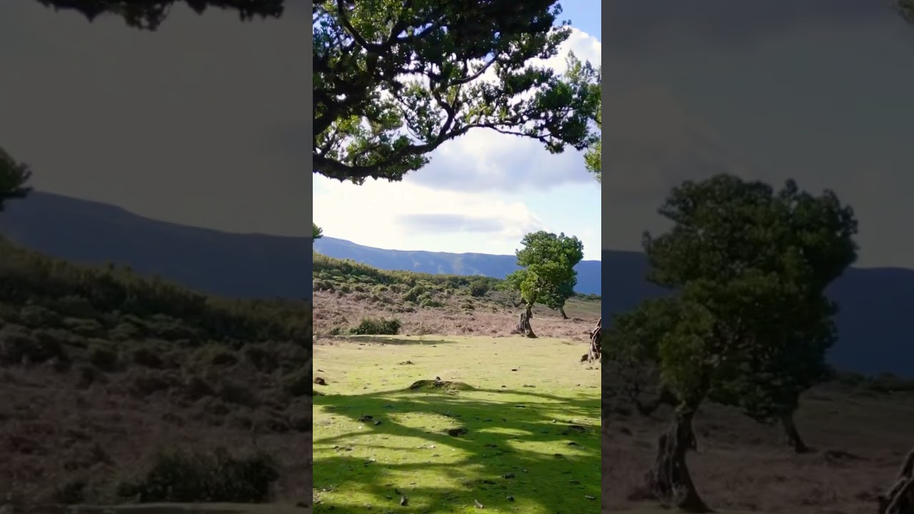 Im Herzen der Magie - Der Verzauberte Lorbeerwald Madeiras Fanal Forest