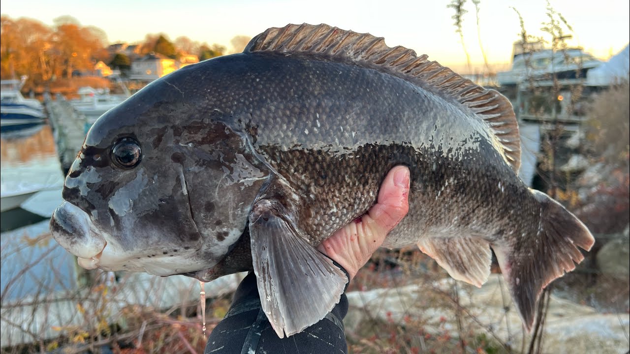 Catching blackfish/tautog with jigs 