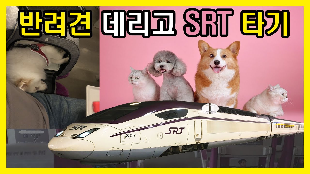 반려동물 SRT 동반탑승 하기 - 광견병 예방접종 필수!