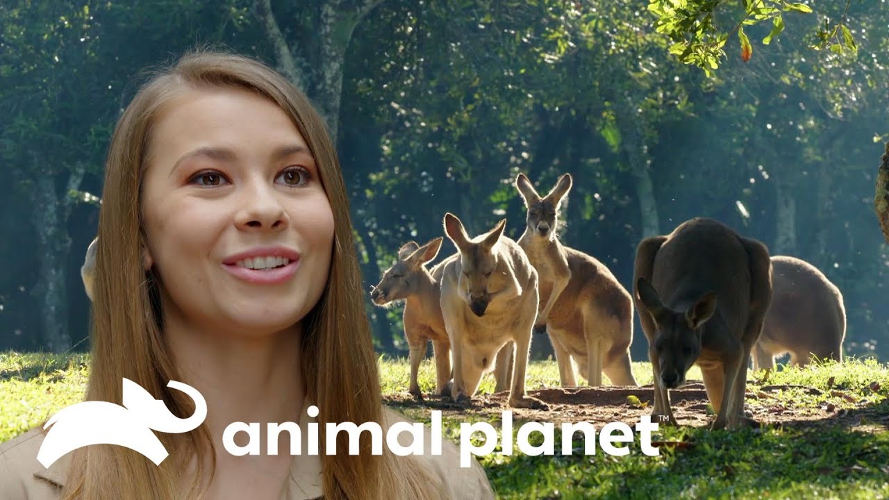 Bindi cuida de dos adorables cachorros de canguro | Los Irwin | Animal Planet