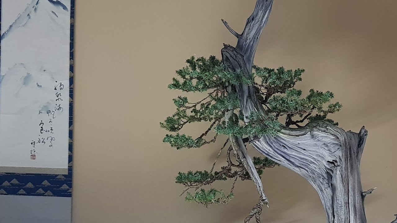 YAMADORI JUNIPERUS COMMUNIS by @akinabonsai