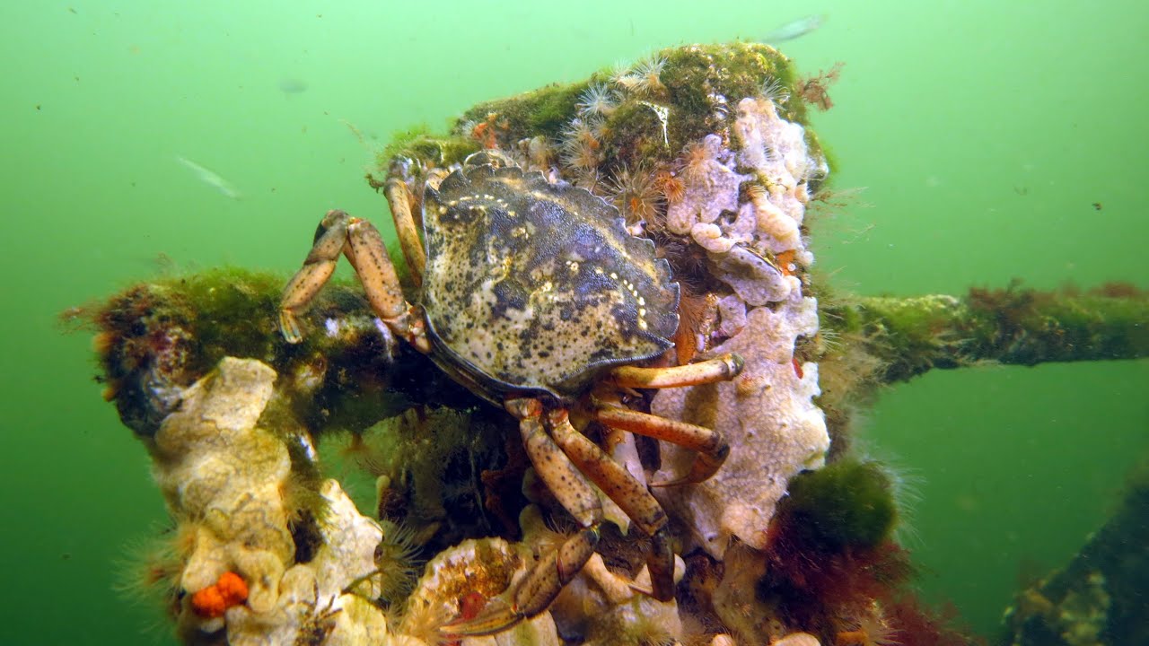 Tauchen im Grevelinger Meer (Duiken Grevelingen) Holland 2014
