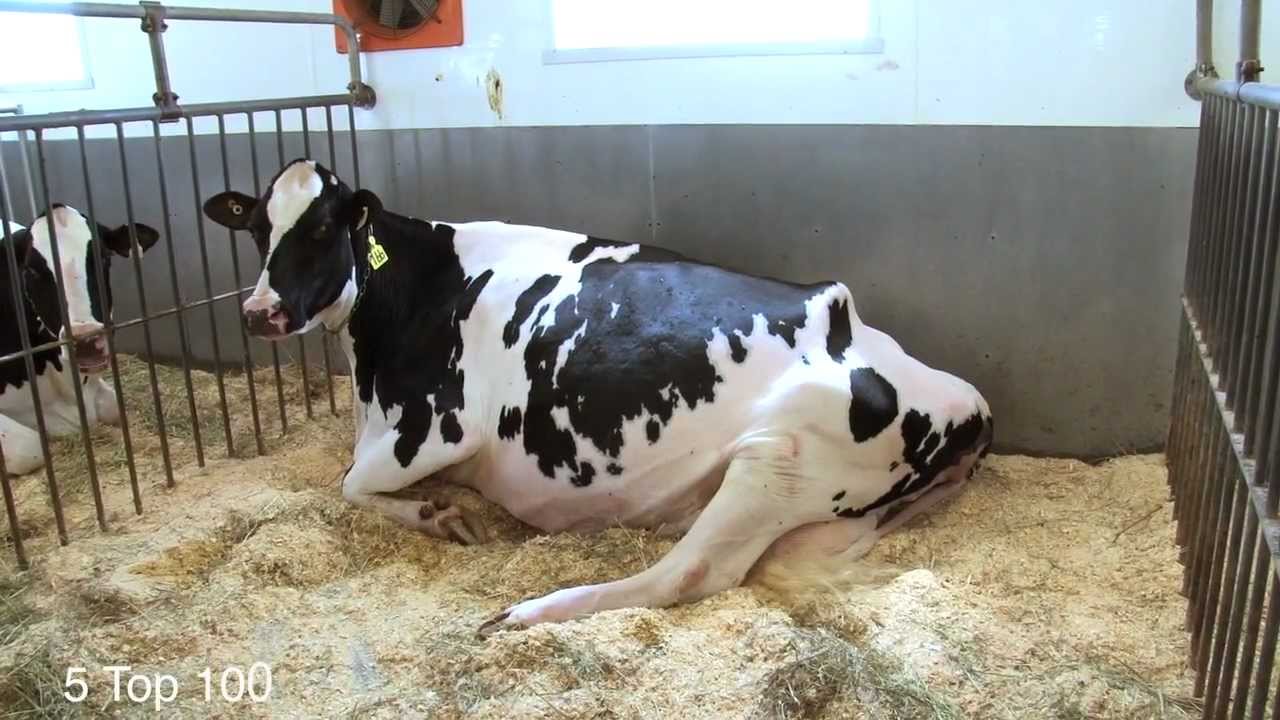Visite virtuelle de Vieux Saule Holstein