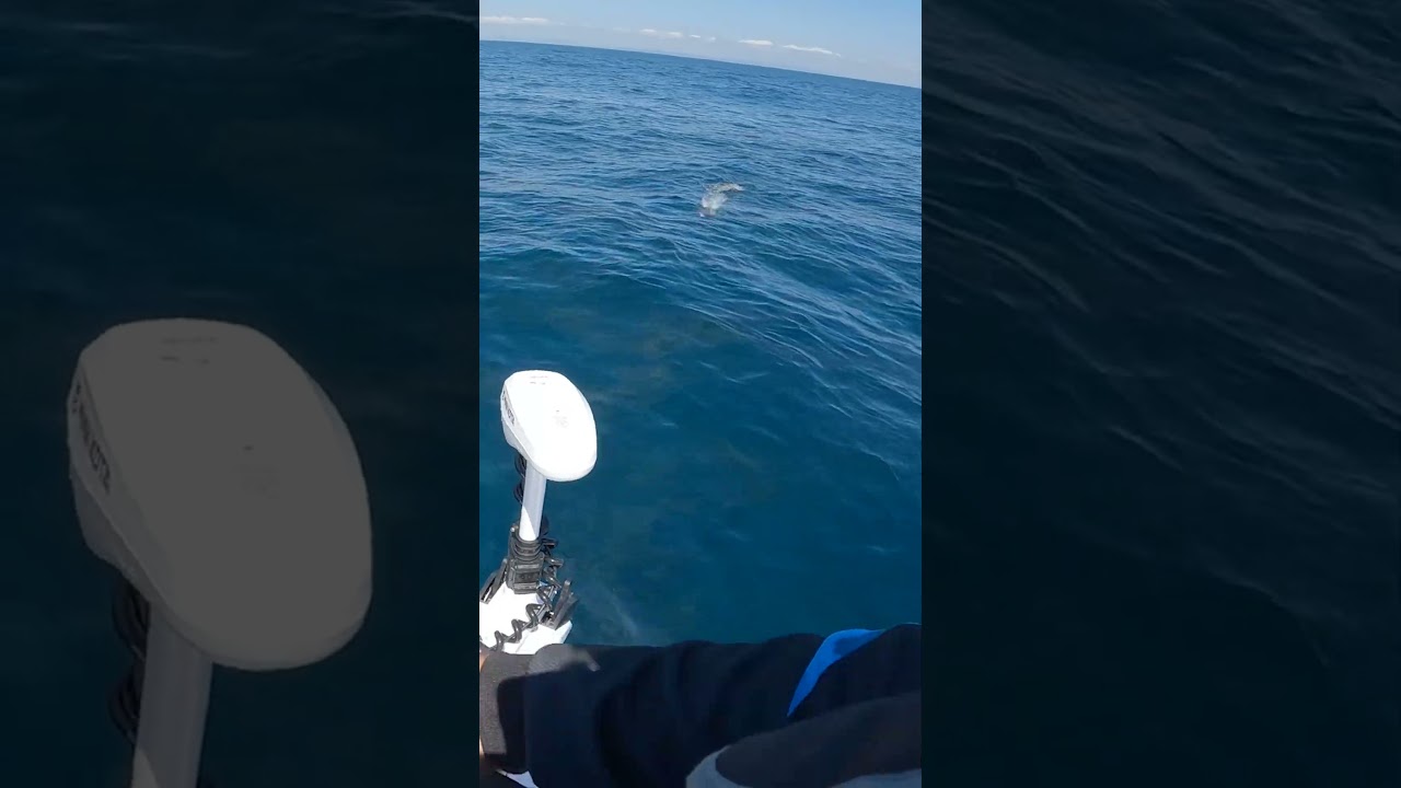 Veio doido atr&aacute;s da isca! Pesca de dourados do mar #pescanomar #iscaartificial #pesca