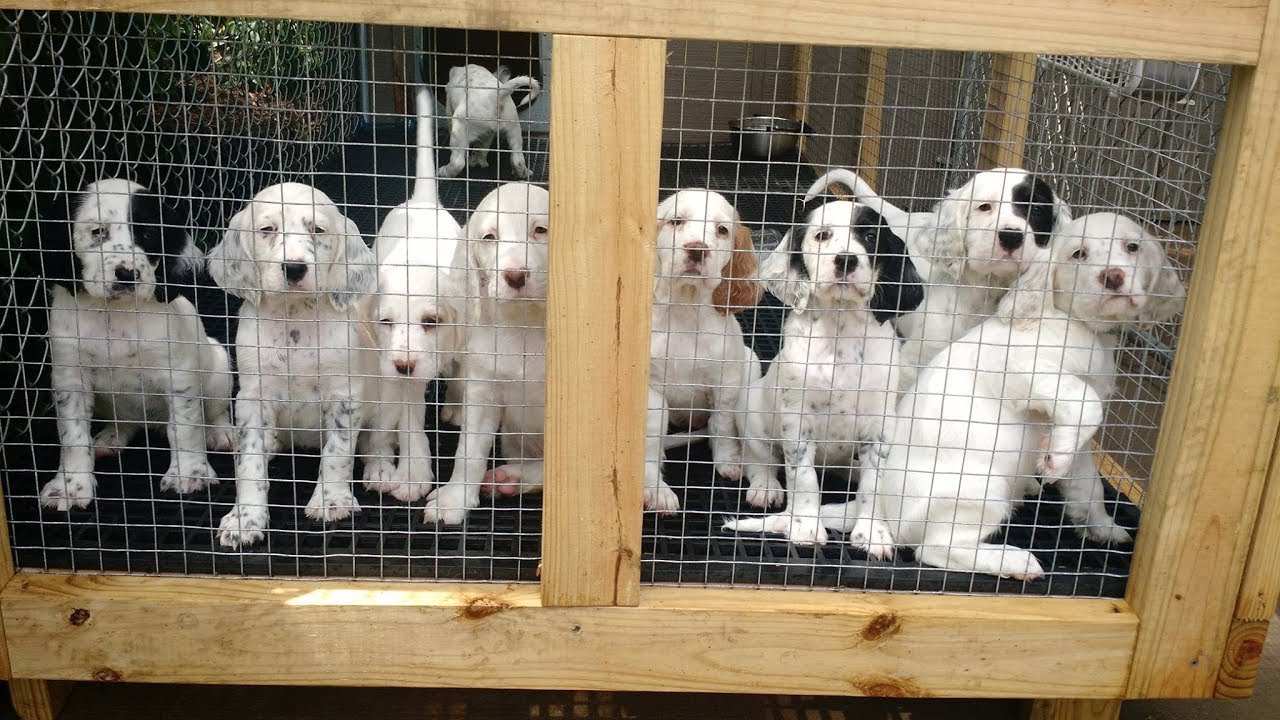 Sweet Point's Setter Tales (S2, E6) Puppy's Journey