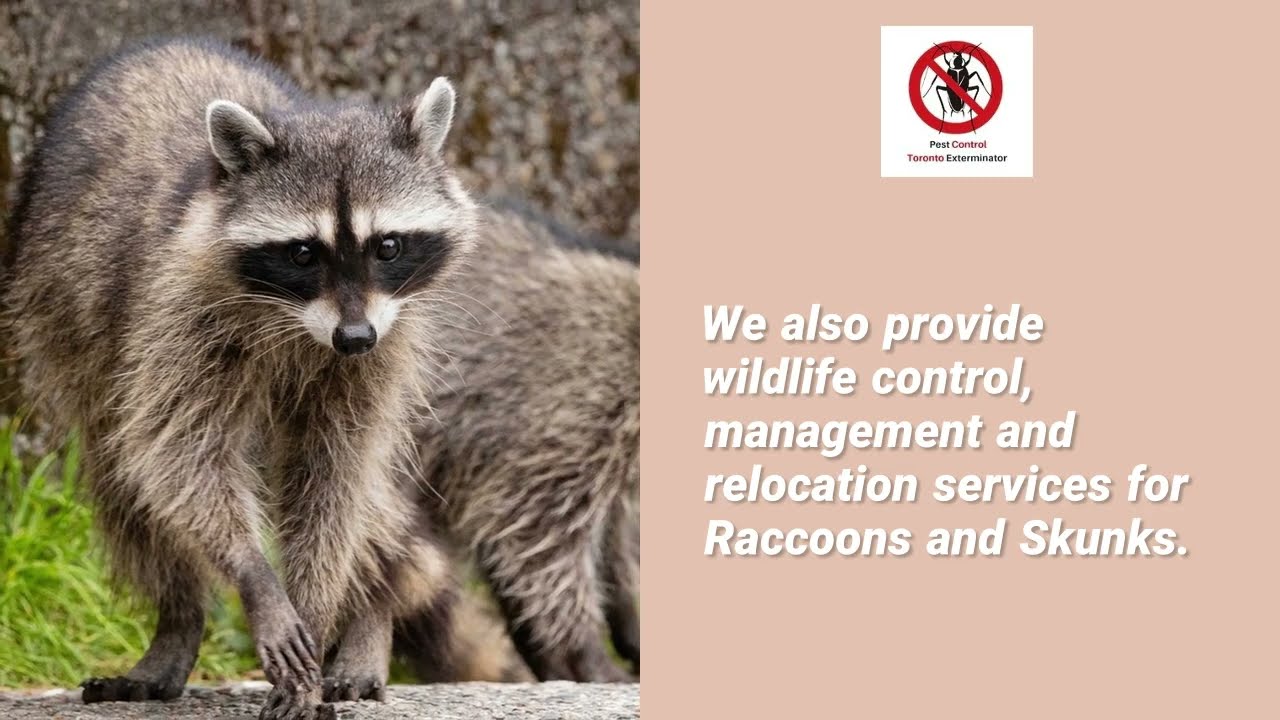 Pest Control GTA - Pest Control GTA Exterminator - (647) 948-6854