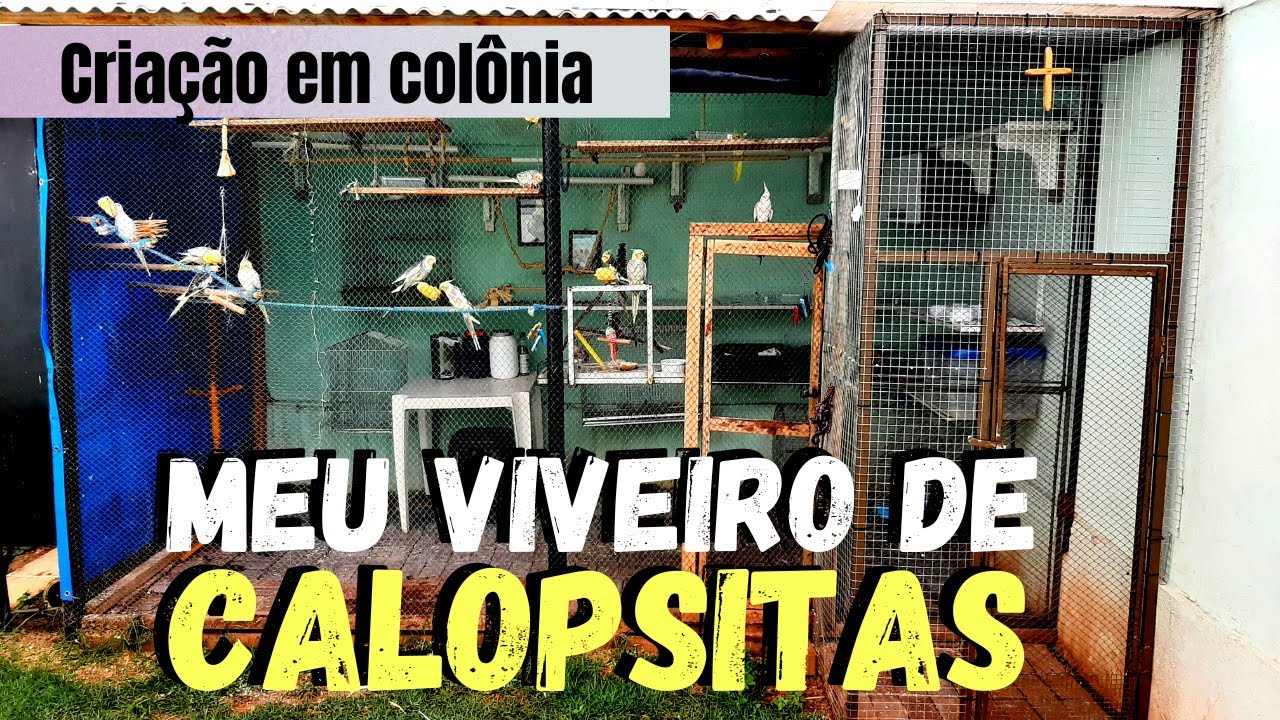 CRIAÇÃO DE CALOPASITAS EM COLÔNIA - MEU VIVEIRO DE CALOPSTAS!